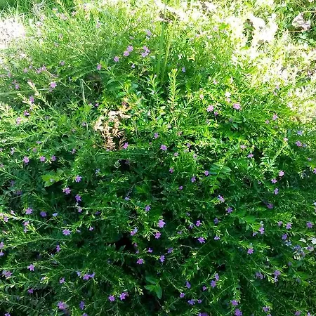 Vendégház Casa Do Soito 3*