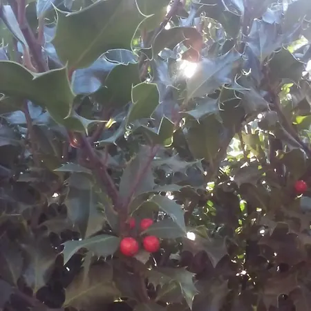 Casa Do Soito 3* Mangualde