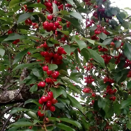 Casa Do Soito ゲストハウス マングァルデ