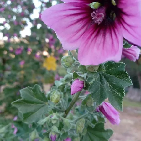 بيت ضيافة Casa Do Soito