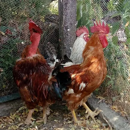 Casa Do Soito Vendégház