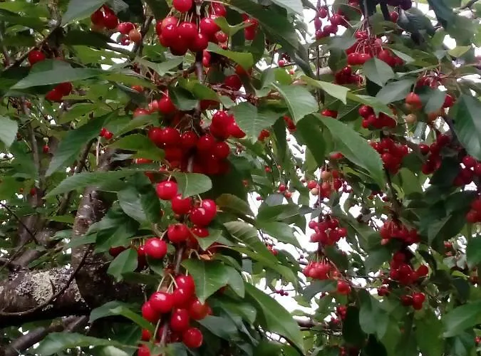 Casa Do Soito Konukevi Mangualde