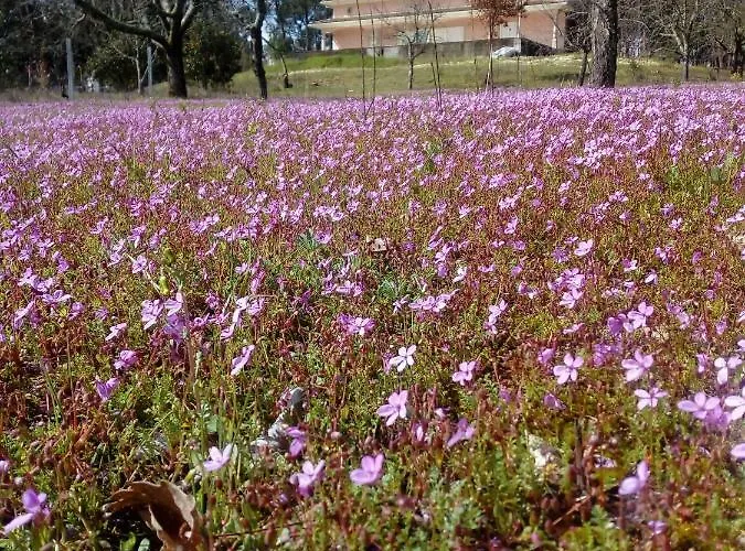 Casa Do Soito Affittacamere 3*